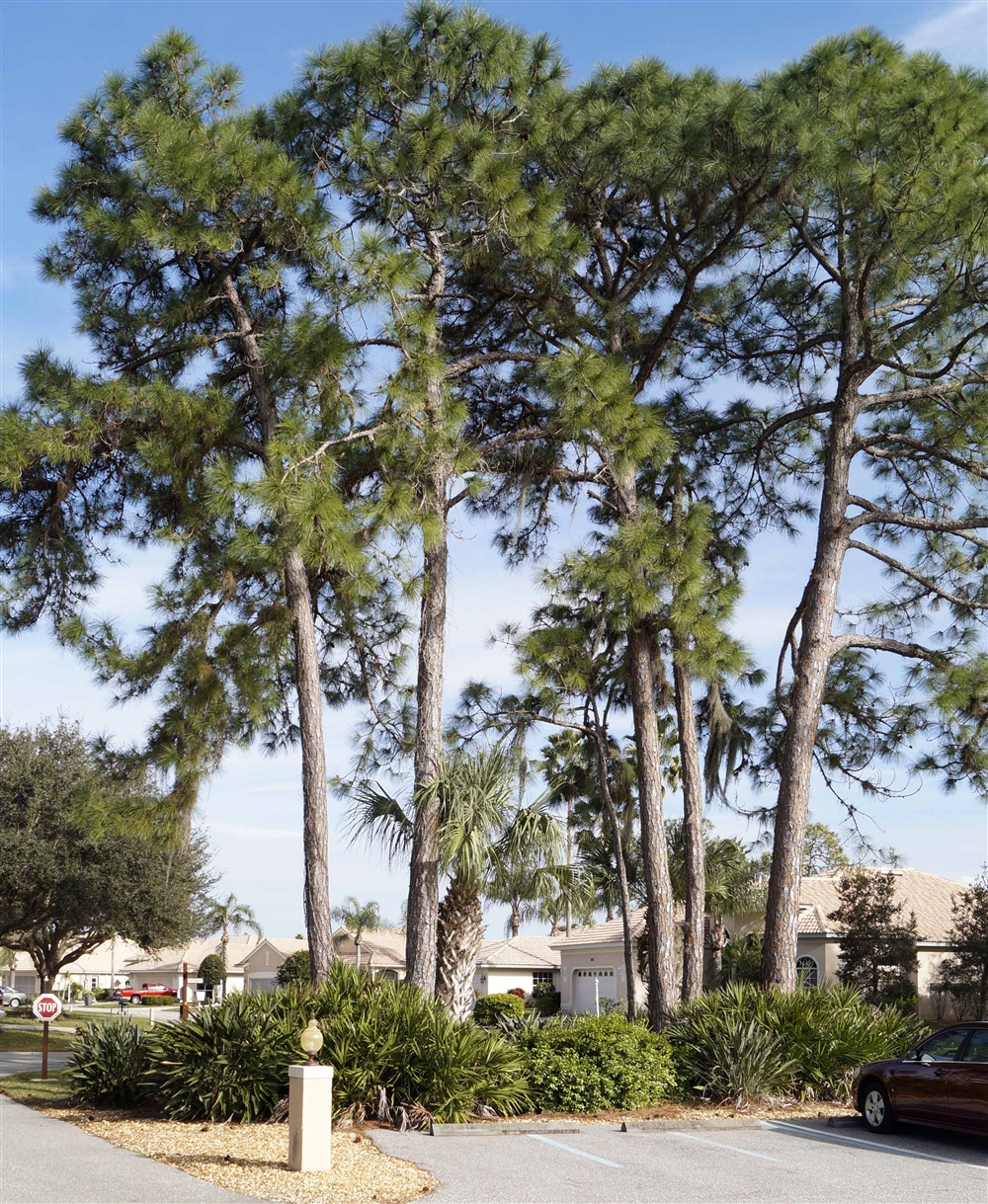 Market Snapshot Oyster Creek Golf & CC, Englewood Photo Galleries